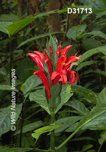 Pachystachys coccinea